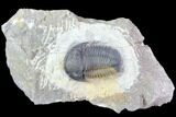 Gerastos Trilobite Fossil - Well Prepared #86396-1